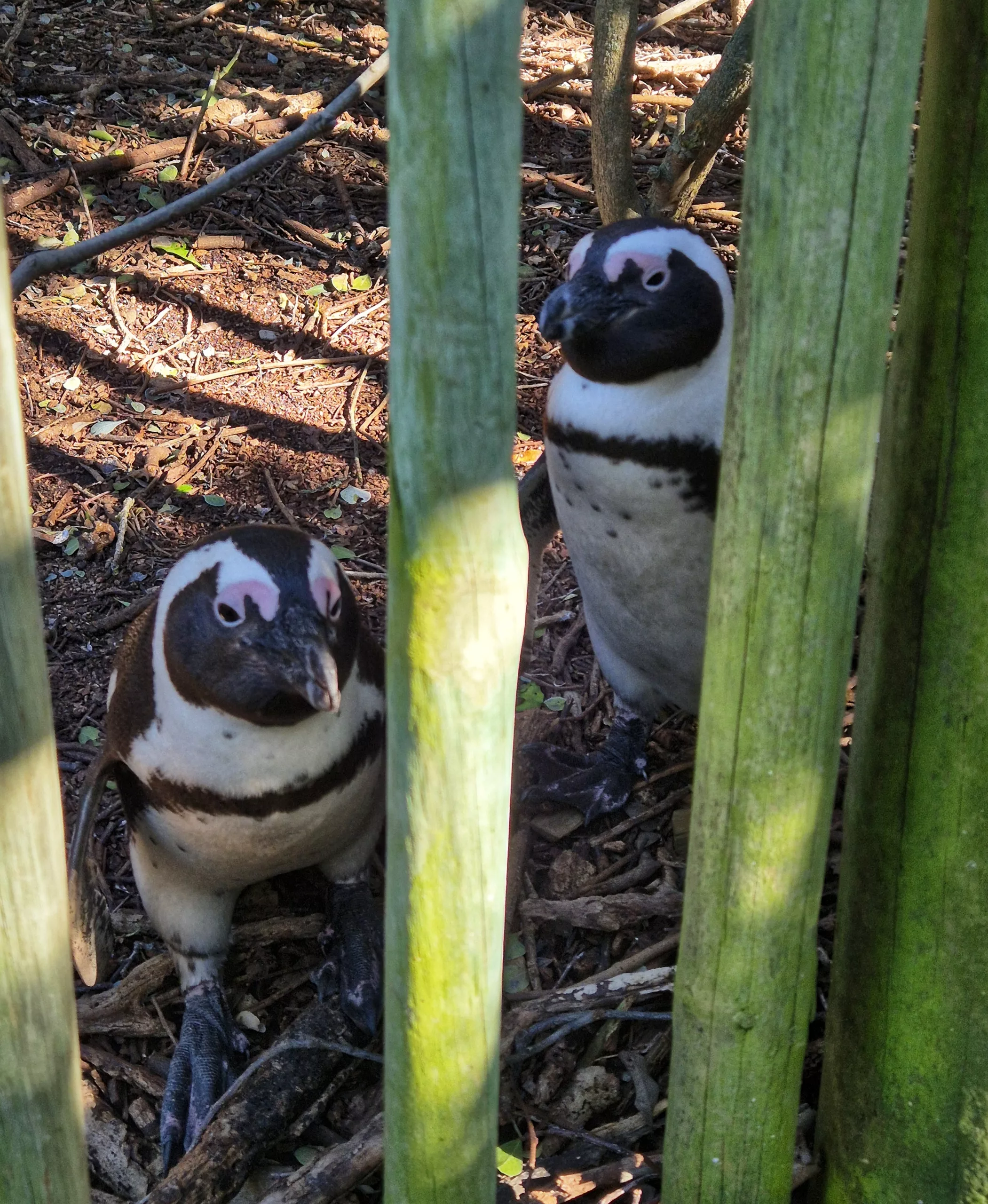 The Penguins Everyone Comes to Cape Town to See