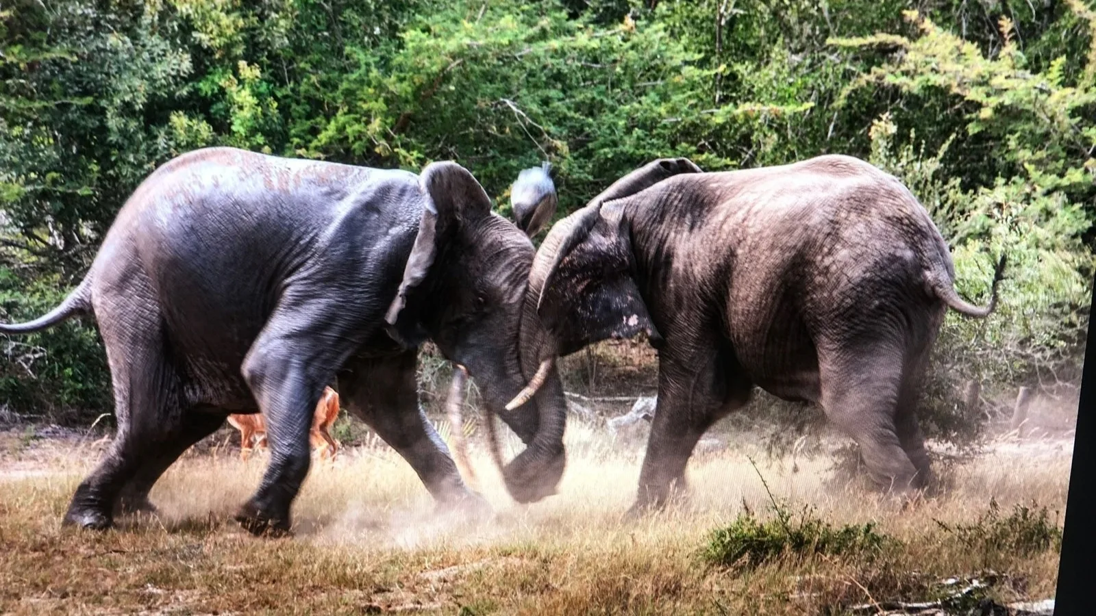 Elephants sparring
