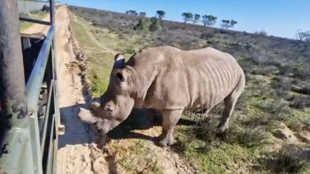 Max the rhino