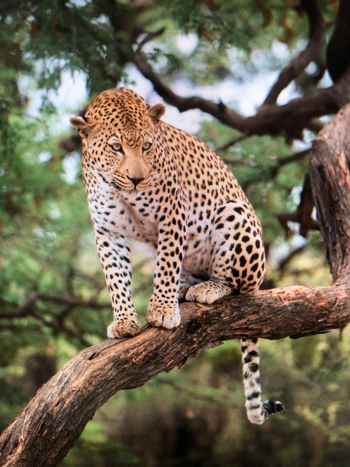 Leopard-tree-cactusberry